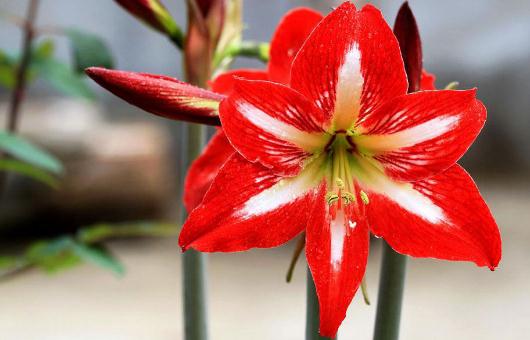 养花必学：给花卉换盆的方法