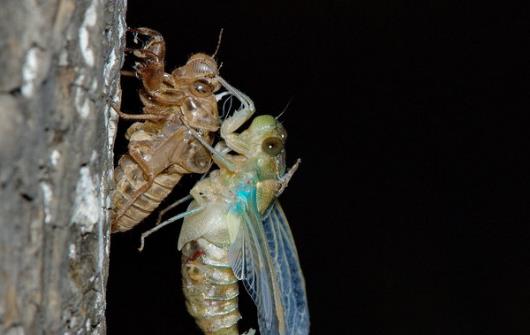 享用美味金蝉的同时 避免破坏生态环境的建议